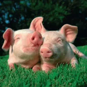 Radio schlagerschweinchen
